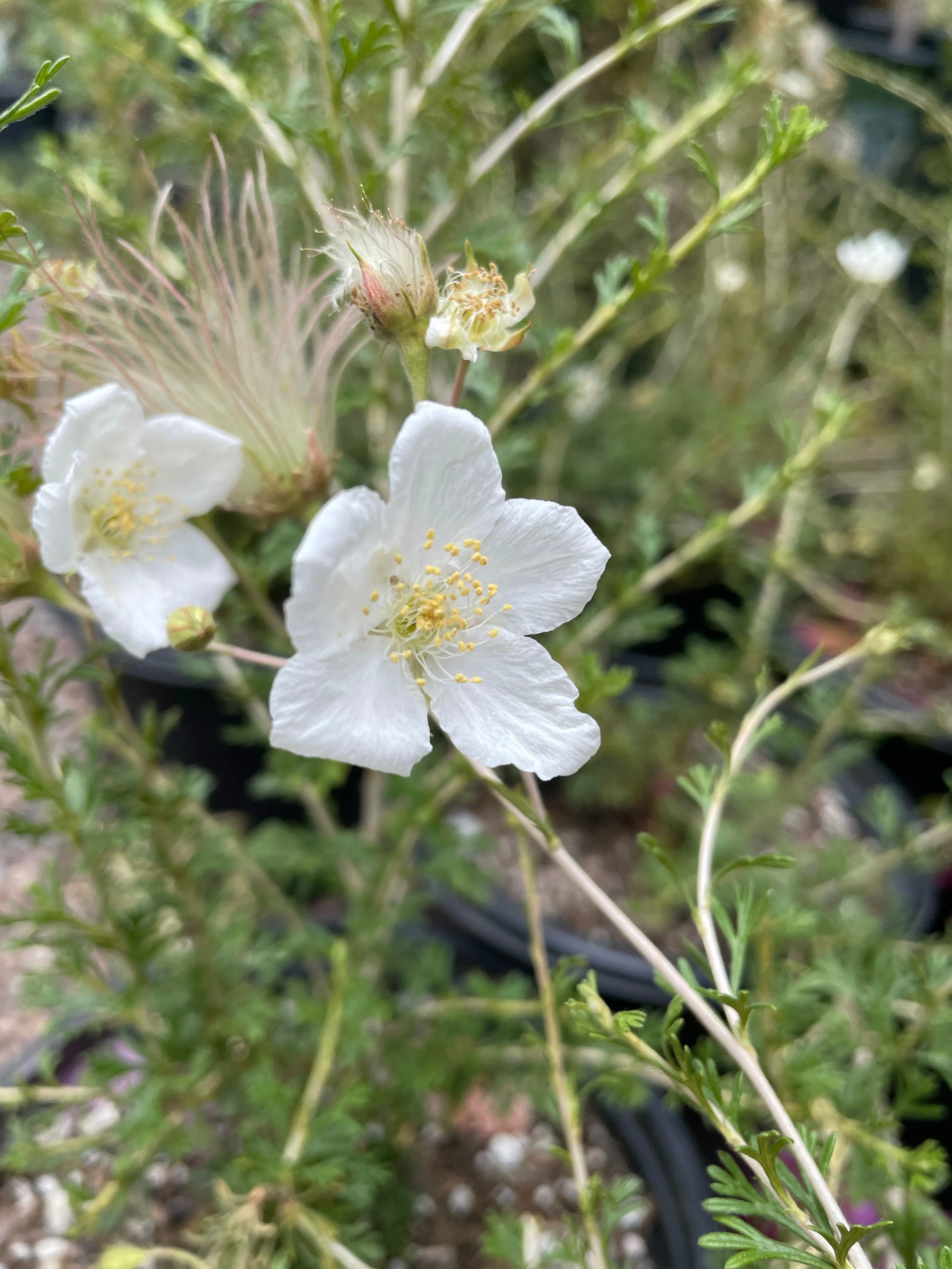 Fallugia paradoxa (apache plume)