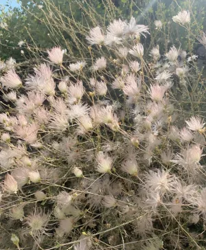 Fallugia paradoxa (apache plume)