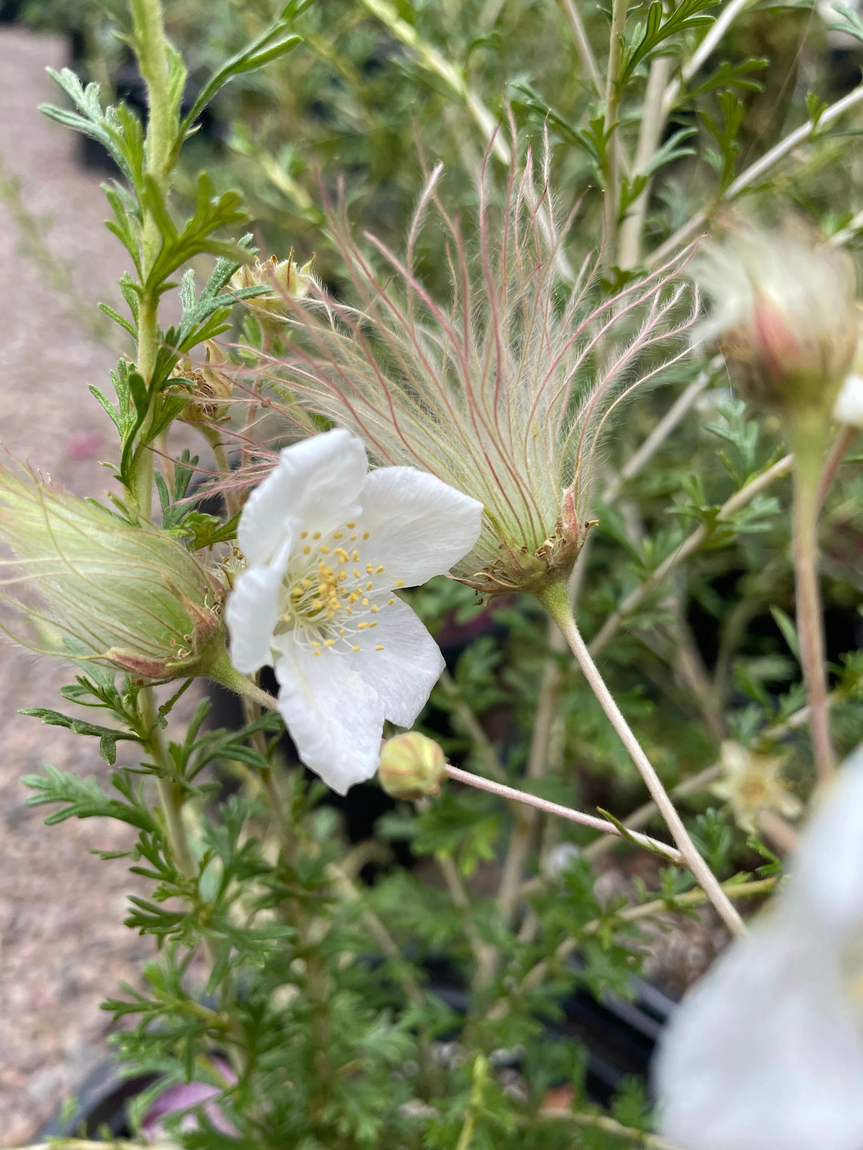 Fallugia paradoxa (apache plume)