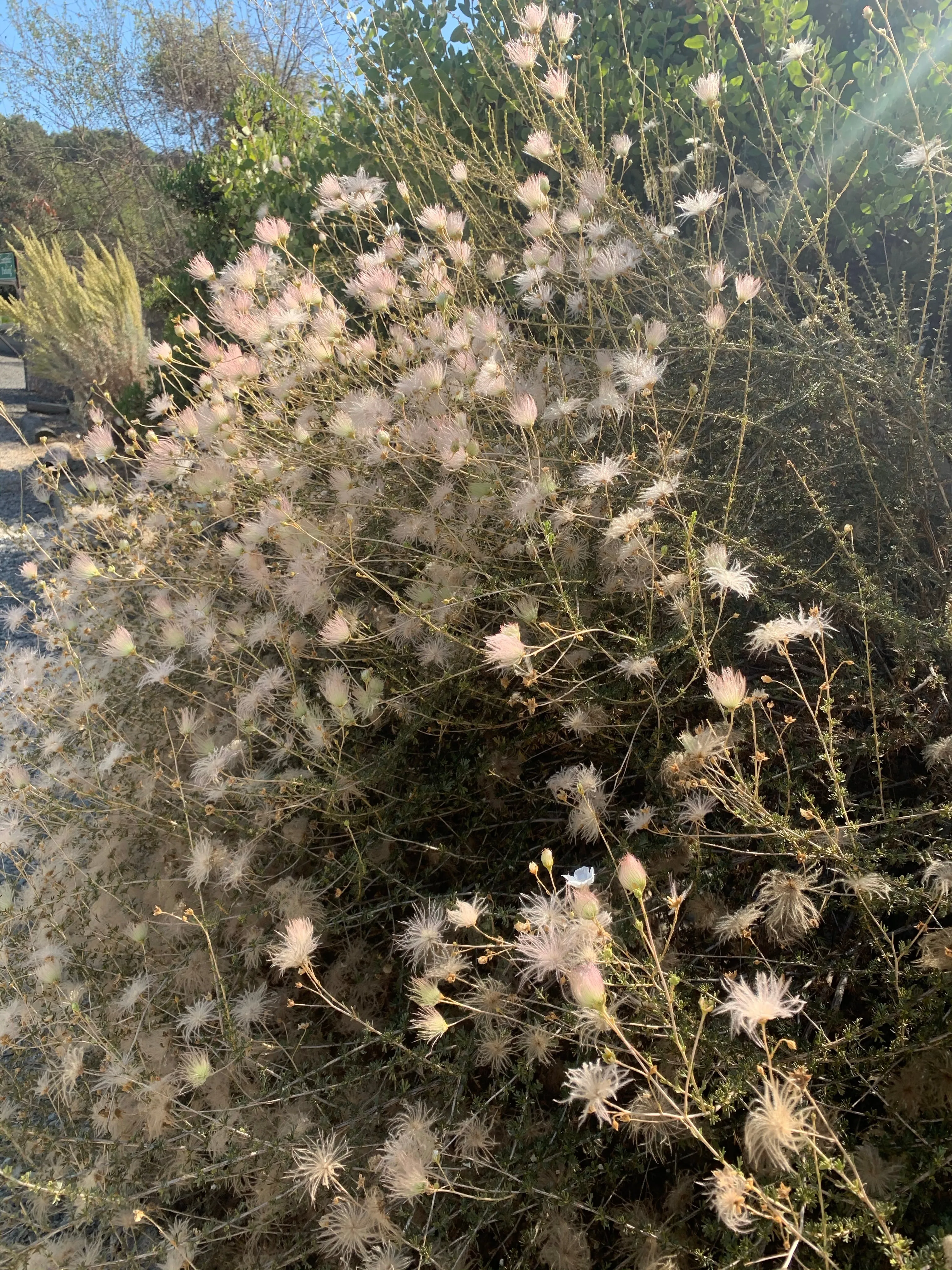 Fallugia paradoxa (apache plume)