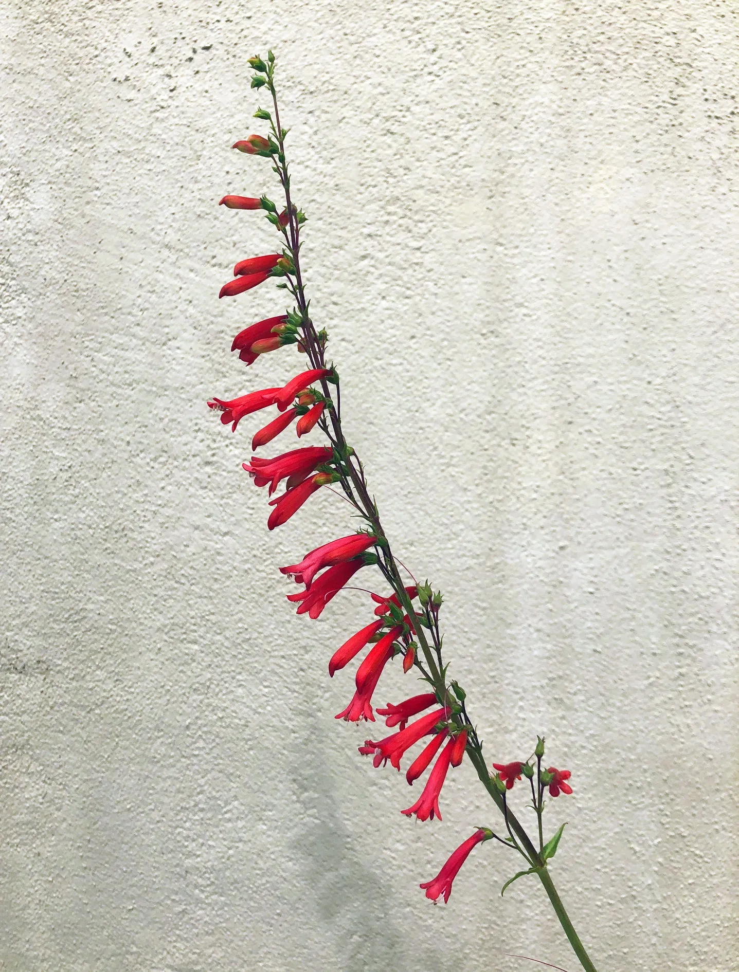 Penstemon eatonii, Eaton's Firecracker