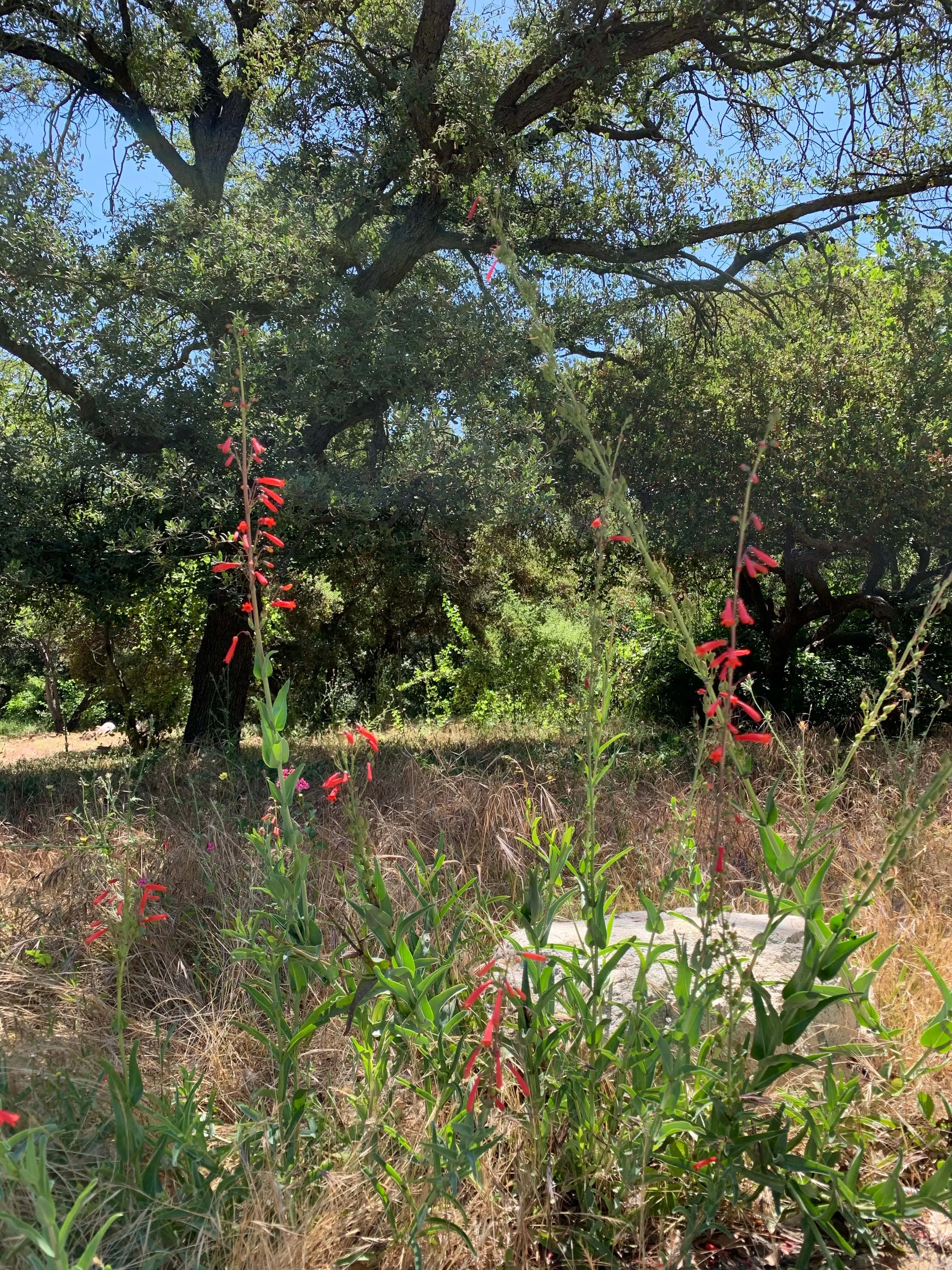 Penstemon eatonii, Eaton's Firecracker