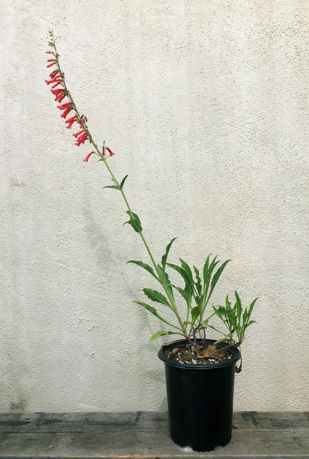 Penstemon eatonii, Eaton's Firecracker