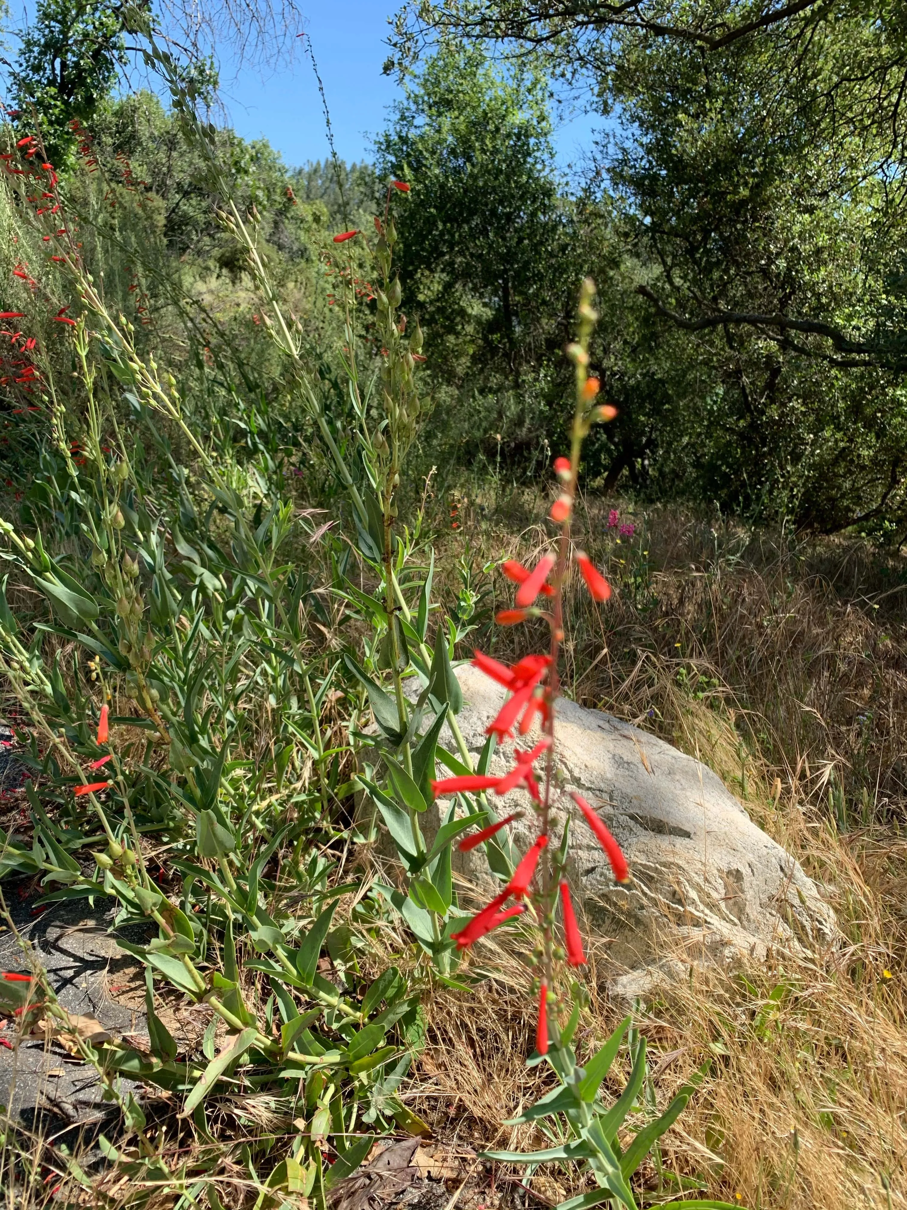 Penstemon eatonii, Eaton's Firecracker