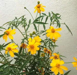 Tagetes lemmonii (Mexican Marigold)