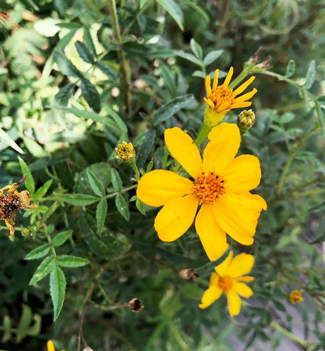 Tagetes lemmonii (Mexican Marigold)