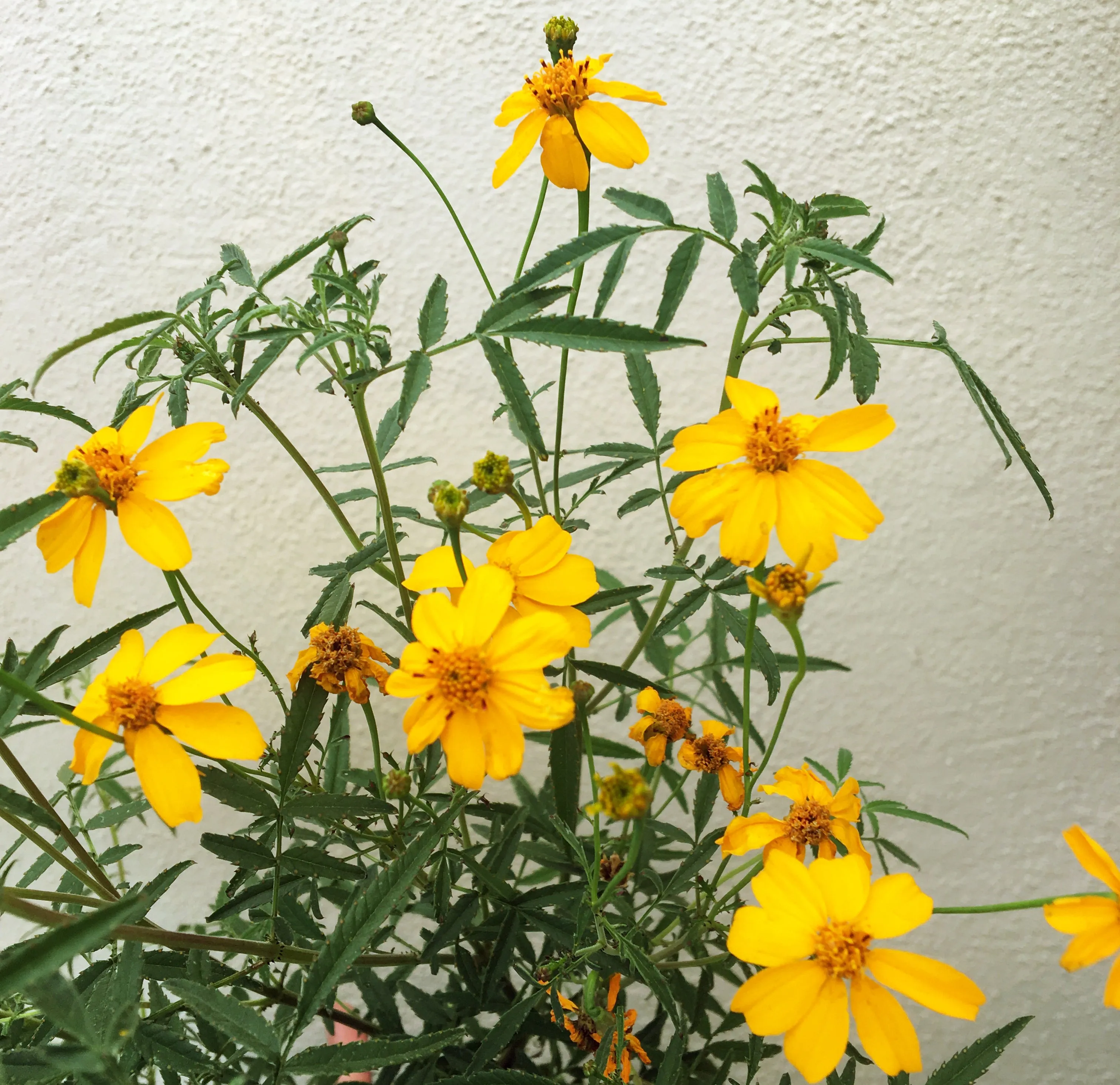 Tagetes lemmonii (Mexican Marigold)