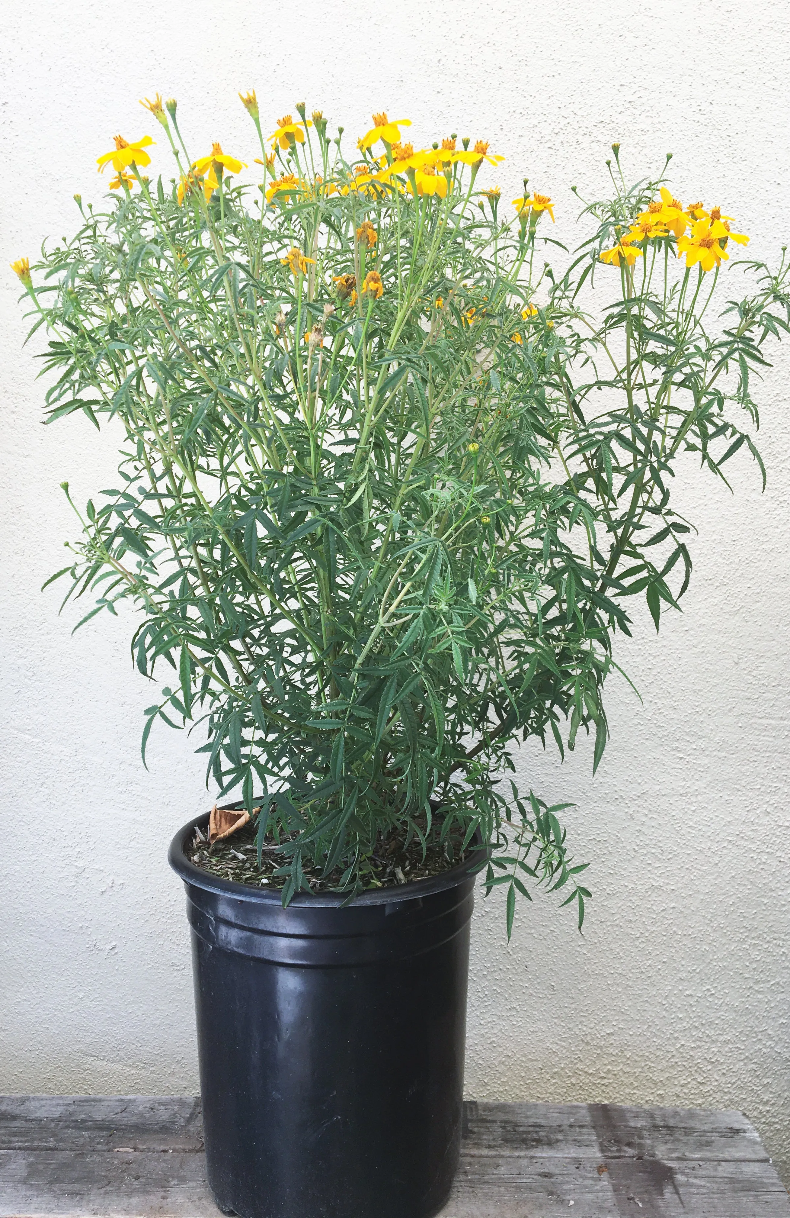 Tagetes lemmonii (Mexican Marigold)