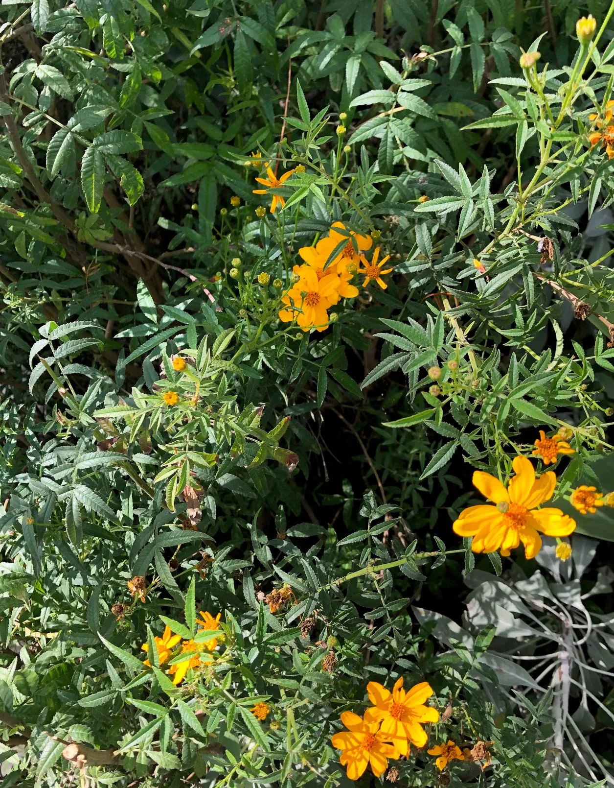 Tagetes lemmonii (Mexican Marigold)