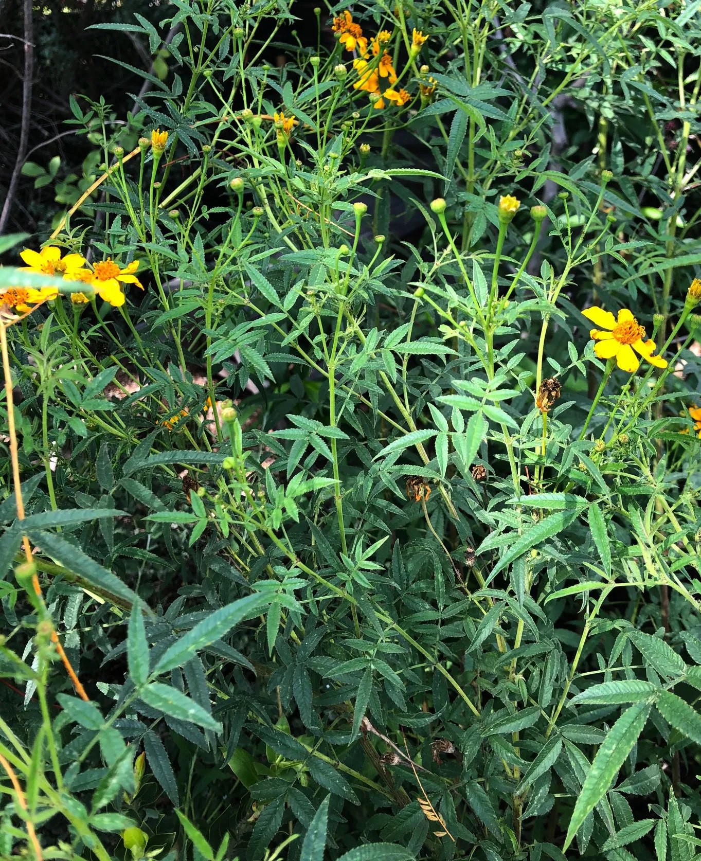 Tagetes lemmonii (Mexican Marigold)