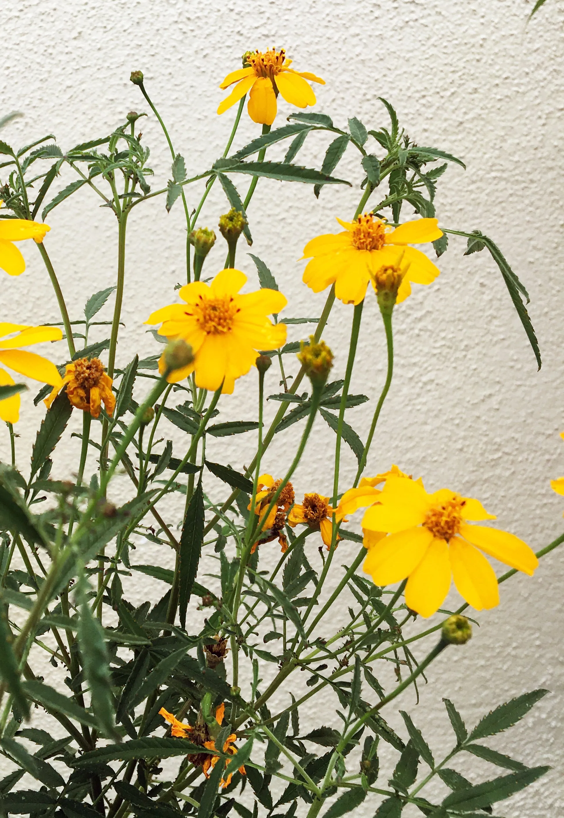 Tagetes lemmonii (Mexican Marigold)